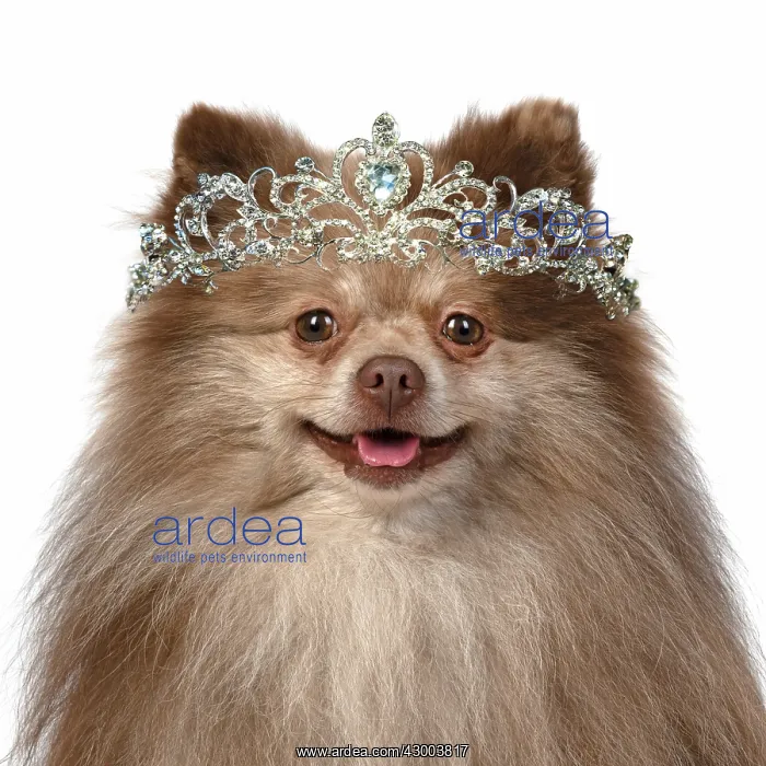  : DOG. Pomeranian, head & shoulders, wearing a tiara