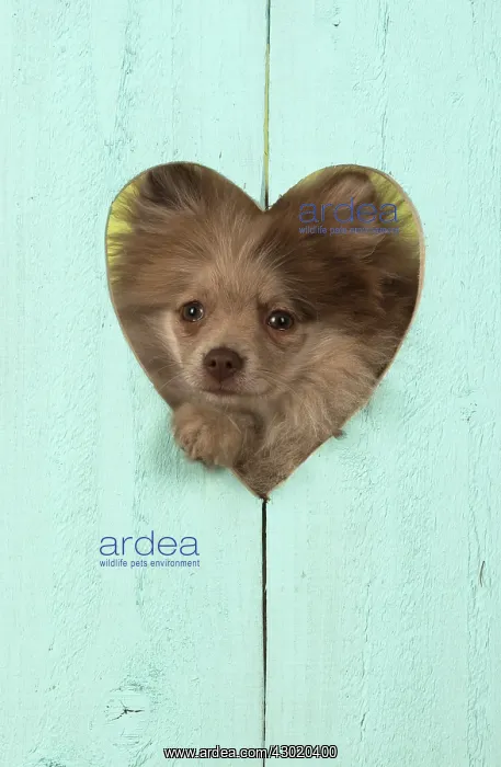: Dog Pomeranian looking through heart shape : Dog Pomeranian looking through heart shape