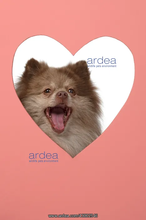 : DOG. Pomeranian, looking through heart shaped : DOG. Pomeranian, looking through heart shaped