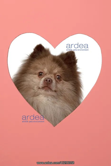 : DOG. Pomeranian, looking through heart shaped : DOG. Pomeranian, looking through heart shaped