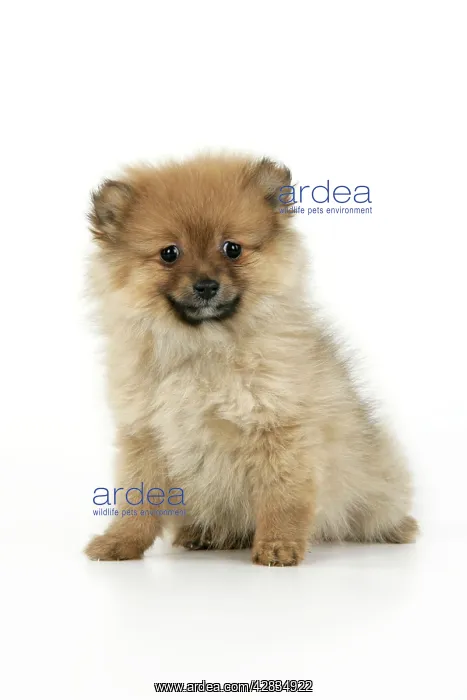 : Dog. Pomeranian puppy (10 weeks old) : Dog. Pomeranian puppy (10 weeks old)