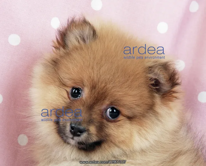 : Dog - Pomeranian puppy (10 weeks old) : Dog - Pomeranian puppy (10 weeks old)