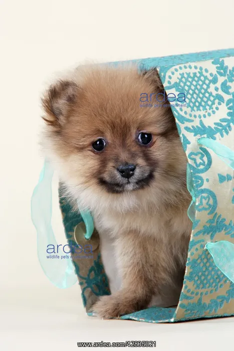 : Dog. Pomeranian puppy (10 weeks old) in blue bag : Dog. Pomeranian puppy (10 weeks old) in blue bag