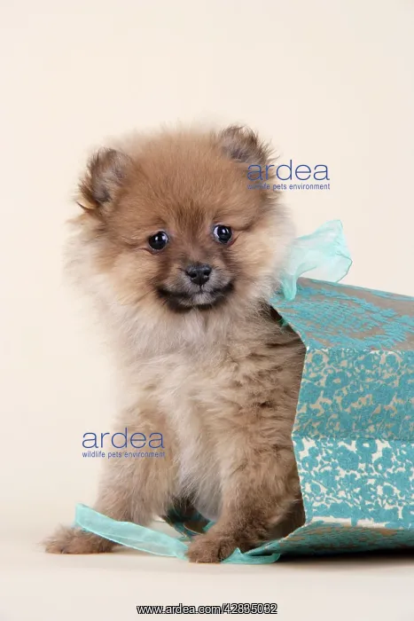 : Dog. Pomeranian puppy (10 weeks old) in blue bag : Dog. Pomeranian puppy (10 weeks old) in blue bag