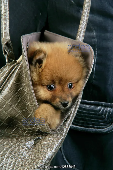 : Dog. Pomeranian puppy (10 weeks old) in handbag : Dog. Pomeranian puppy (10 weeks old) in handbag