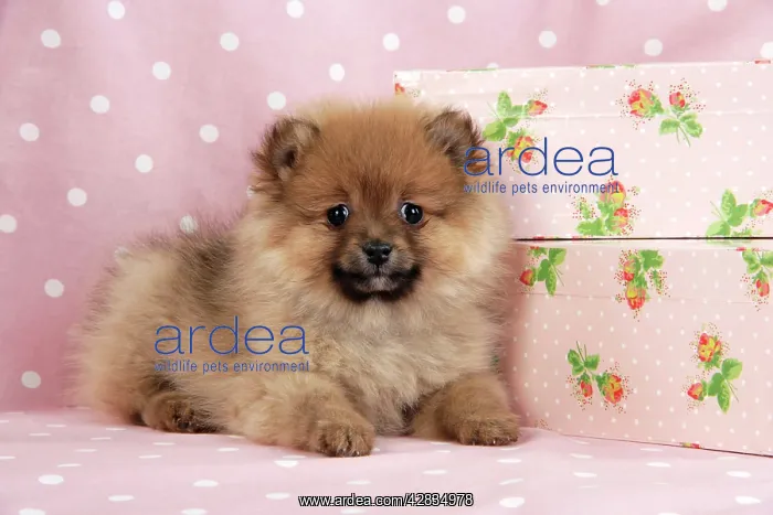 : Dog. Pomeranian puppy (10 weeks old) with pink suitcase : Dog. Pomeranian puppy (10 weeks old) with pink suitcase