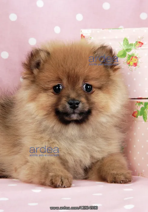 : Dog. Pomeranian puppy (10 weeks old) with pink suitcase : Dog. Pomeranian puppy (10 weeks old) with pink suitcase