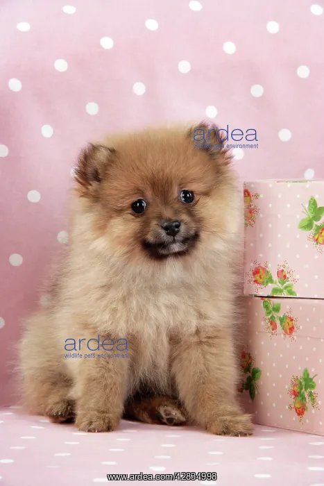 : Dog. Pomeranian puppy (10 weeks old) with pink suitcase : Dog. Pomeranian puppy (10 weeks old) with pink suitcase