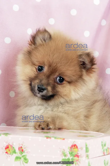 : Dog. Pomeranian puppy (10 weeks old) with pink suitcase : Dog. Pomeranian puppy (10 weeks old) with pink suitcase