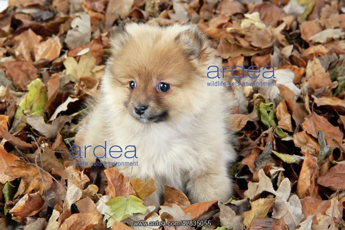 : Dog. Pomeranian puppy (10 weeks old) sitting on : Dog. Pomeranian puppy (10 weeks old) sitting on