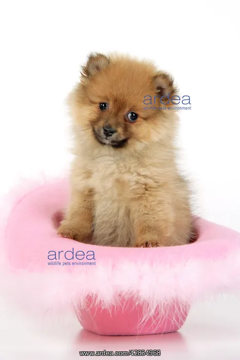  : Dog. Pomeranian puppy (10 weeks old) sitting in pink hat