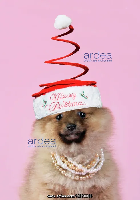 : Dog. Pomeranian puppy (10 weeks old) wearing : Dog. Pomeranian puppy (10 weeks old) wearing