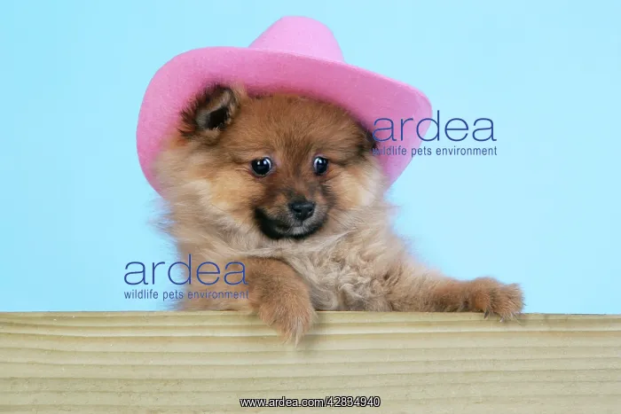 : Dog. Pomeranian puppy (10 weeks old) wearing pink hat : Dog. Pomeranian puppy (10 weeks old) wearing pink hat