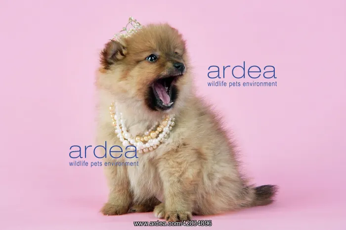 : Dog. Pomeranian puppy (10 weeks old) wearing tiara : Dog. Pomeranian puppy (10 weeks old) wearing tiara