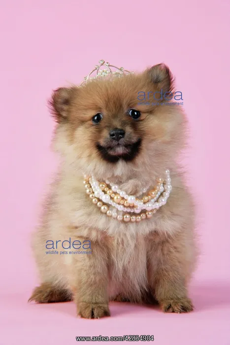 : Dog. Pomeranian puppy (10 weeks old) wearing tiara : Dog. Pomeranian puppy (10 weeks old) wearing tiara