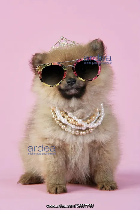 : Dog. Pomeranian puppy (10 weeks old) wearing tiara : Dog. Pomeranian puppy (10 weeks old) wearing tiara