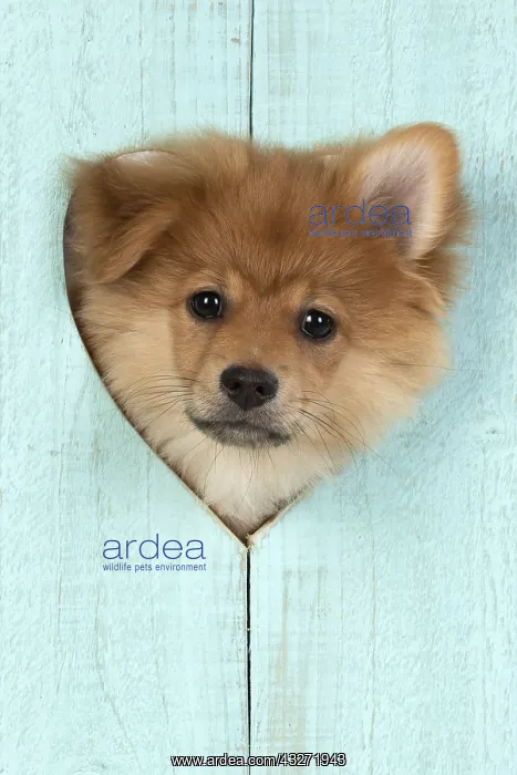 : DOG. Pomeranian puppy (12 weeks old ) with its head : DOG. Pomeranian puppy (12 weeks old ) with its head