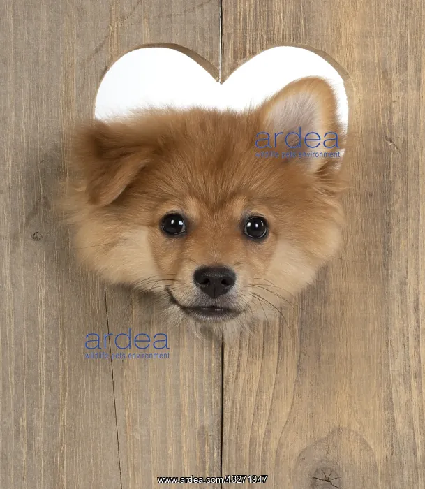 : DOG. Pomeranian puppy (12 weeks old ) with its head : DOG. Pomeranian puppy (12 weeks old ) with its head