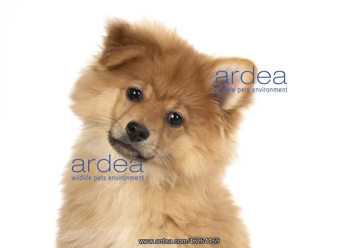 : DOG. Pomeranian puppy (12 weeks old ) head shot : DOG. Pomeranian puppy (12 weeks old ) head shot