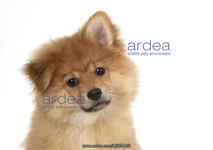: DOG. Pomeranian puppy (12 weeks old ) head shot : DOG. Pomeranian puppy (12 weeks old ) head shot