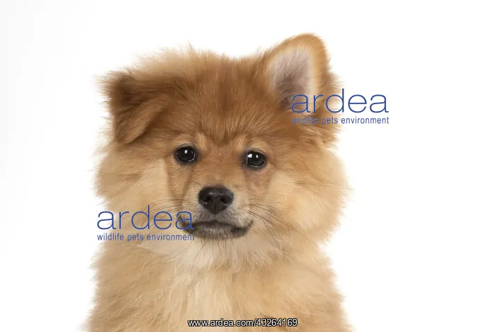: DOG. Pomeranian puppy (12 weeks old ) head shot : DOG. Pomeranian puppy (12 weeks old ) head shot