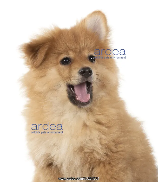 : DOG. Pomeranian puppy (12 weeks old ) head shot : DOG. Pomeranian puppy (12 weeks old ) head shot