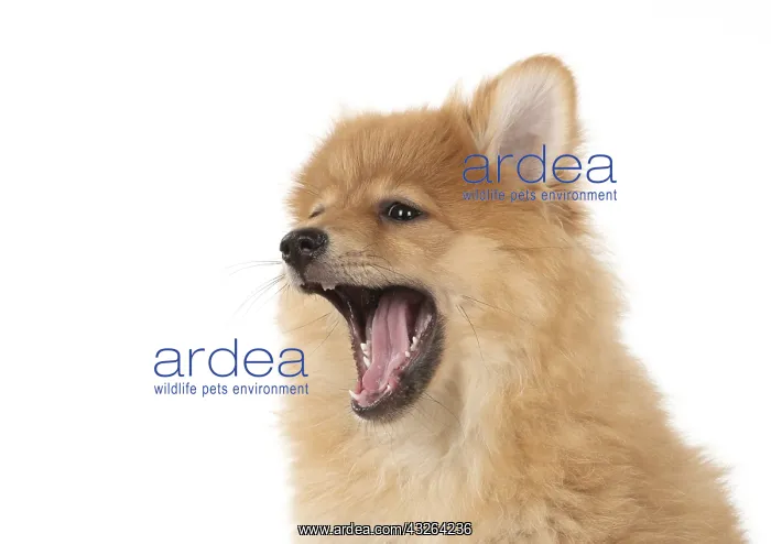 : DOG. Pomeranian puppy (12 weeks old ) head shot : DOG. Pomeranian puppy (12 weeks old ) head shot