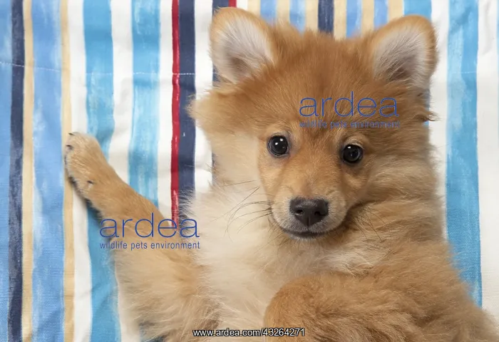 : DOG. Pomeranian puppy (12 weeks old ) laying on : DOG. Pomeranian puppy (12 weeks old ) laying on
