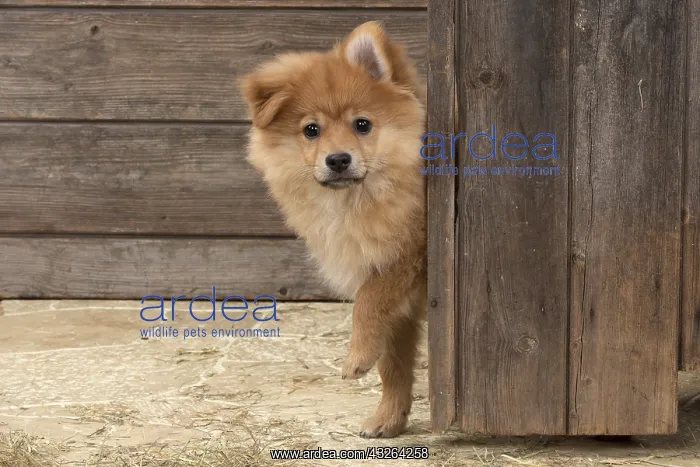 : DOG. Pomeranian puppy (12 weeks old ) looking around : DOG. Pomeranian puppy (12 weeks old ) looking around