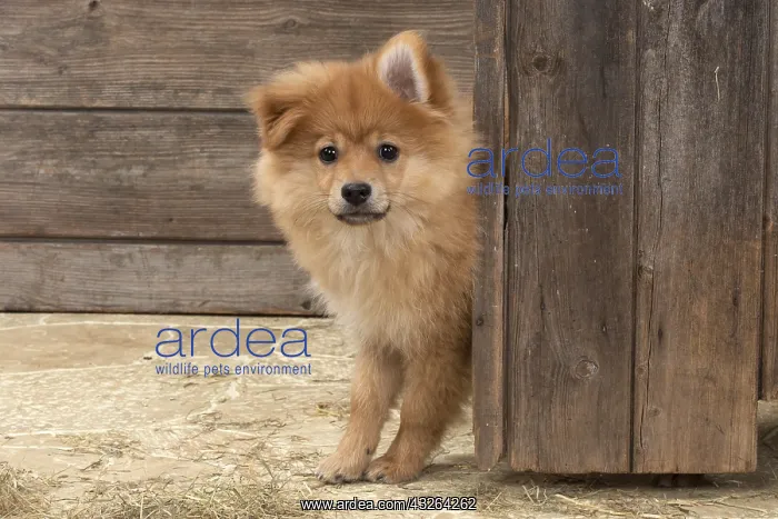 : DOG. Pomeranian puppy (12 weeks old ) looking around : DOG. Pomeranian puppy (12 weeks old ) looking around