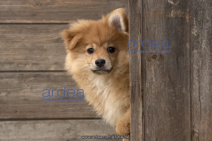  : DOG. Pomeranian puppy (12 weeks old ) looking around