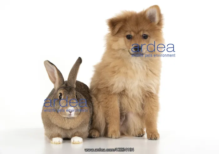 : DOG. Pomeranian puppy ( 12 weeks old ) with a rabbit : DOG. Pomeranian puppy ( 12 weeks old ) with a rabbit