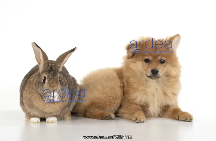 : DOG. Pomeranian puppy ( 12 weeks old ) with a rabbit : DOG. Pomeranian puppy ( 12 weeks old ) with a rabbit