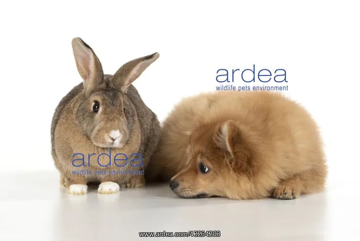  : DOG. Pomeranian puppy ( 12 weeks old ) with a rabbit