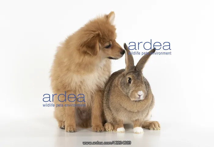 : DOG. Pomeranian puppy ( 12 weeks old ) with a rabbit : DOG. Pomeranian puppy ( 12 weeks old ) with a rabbit