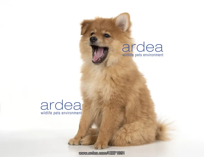 : DOG. Pomeranian puppy ( 12 weeks old ) sitting : DOG. Pomeranian puppy ( 12 weeks old ) sitting