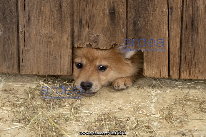 : DOG. Pomeranian puppy (12 weeks old ) squeezing : DOG. Pomeranian puppy (12 weeks old ) squeezing