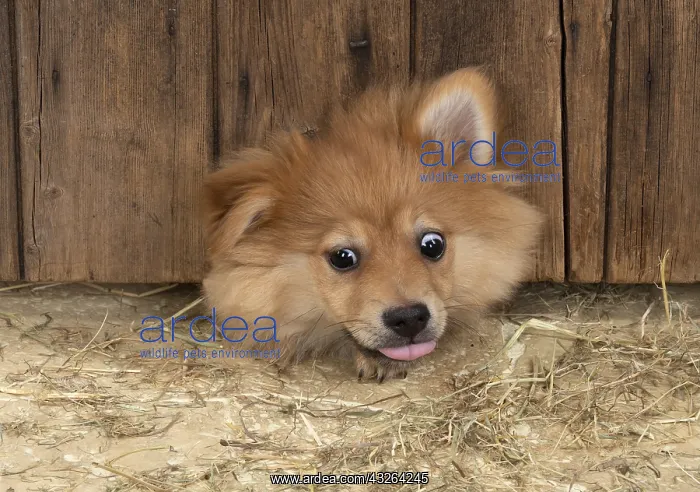 : DOG. Pomeranian puppy (12 weeks old ) squeezing : DOG. Pomeranian puppy (12 weeks old ) squeezing