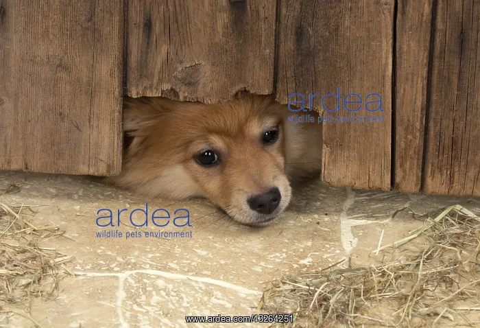 : DOG. Pomeranian puppy (12 weeks old ) squeezing : DOG. Pomeranian puppy (12 weeks old ) squeezing