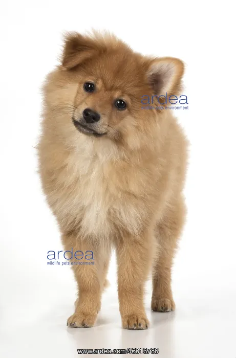: DOG. Pomeranian puppy ( 12 weeks old ) standing : DOG. Pomeranian puppy ( 12 weeks old ) standing