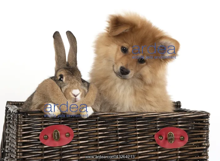 : DOG. Pomeranian puppy ( 12weeks old ) in a basket : DOG. Pomeranian puppy ( 12weeks old ) in a basket