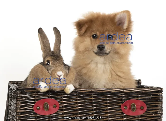 : DOG. Pomeranian puppy ( 12weeks old ) in a basket : DOG. Pomeranian puppy ( 12weeks old ) in a basket
