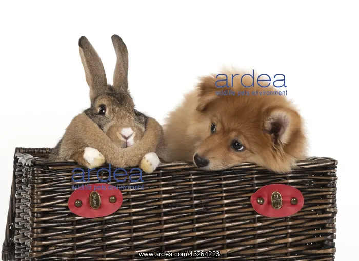 : DOG. Pomeranian puppy ( 12weeks old ) in a basket : DOG. Pomeranian puppy ( 12weeks old ) in a basket