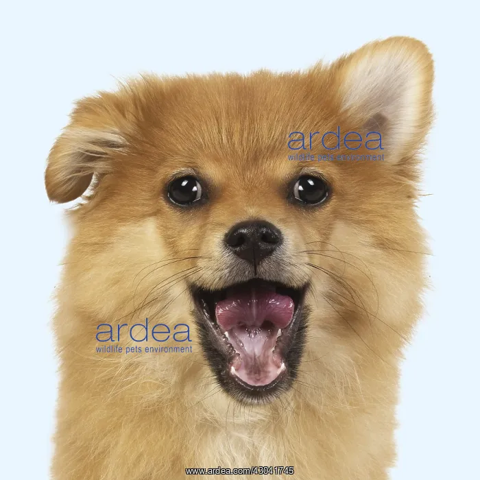 : DOG. Pomeranian puppy ( 12weeks old ) standing : DOG. Pomeranian puppy ( 12weeks old ) standing