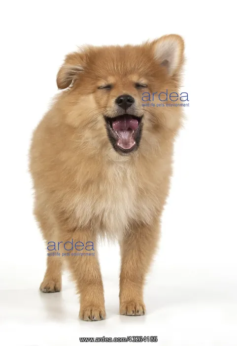 : DOG. Pomeranian puppy ( 12weeks old ) standing : DOG. Pomeranian puppy ( 12weeks old ) standing
