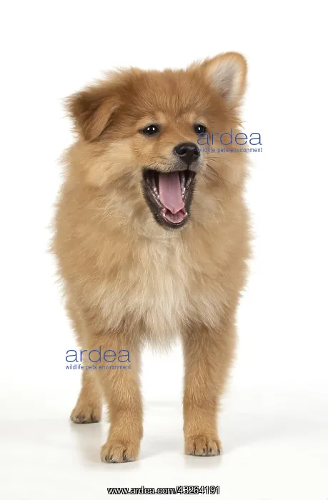  : DOG. Pomeranian puppy ( 12weeks old ) standing