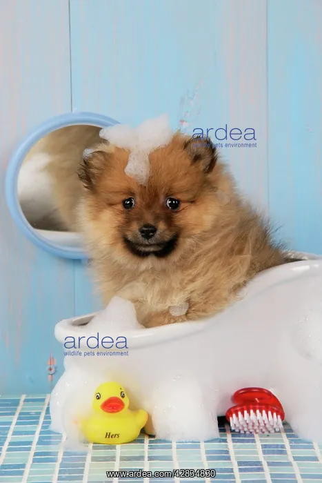 : Dog. Pomeranian puppy in bath (10 weeks old) : Dog. Pomeranian puppy in bath (10 weeks old)