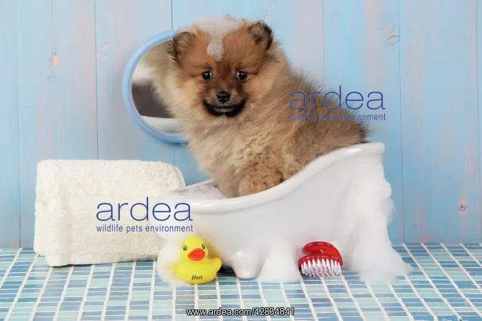 : Dog. Pomeranian puppy in bath (10 weeks old) : Dog. Pomeranian puppy in bath (10 weeks old)