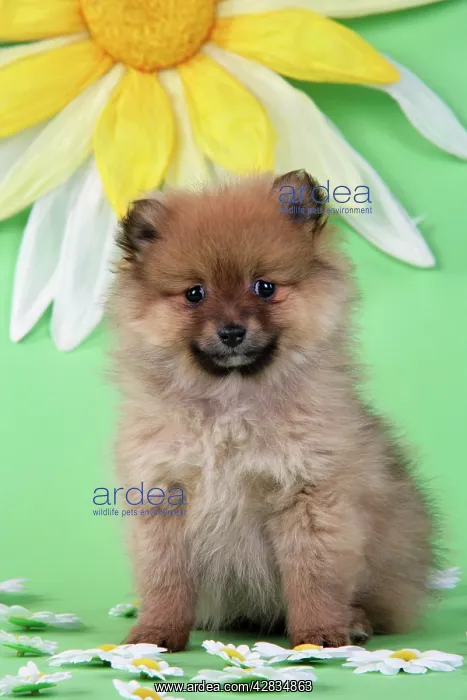 : Dog. Pomeranian puppy infront of sunflower (10 weeks old) : Dog. Pomeranian puppy infront of sunflower (10 weeks old)