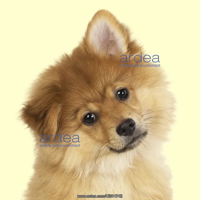 : DOG. Pomeranian puppy sitting, studio, 12 weeks old : DOG. Pomeranian puppy sitting, studio, 12 weeks old